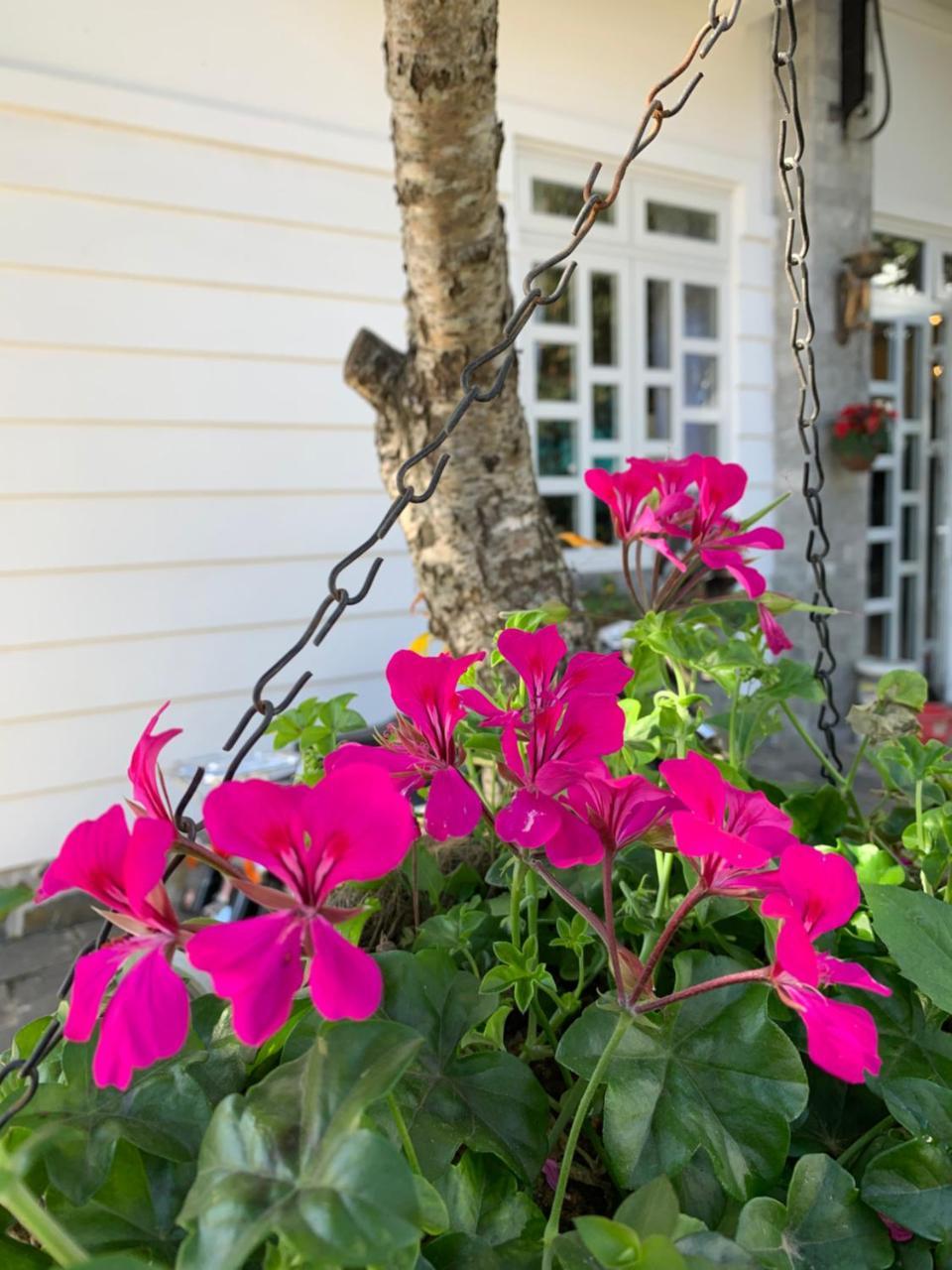 De Daisy Villa Homestay ดาลัด ภายนอก รูปภาพ
