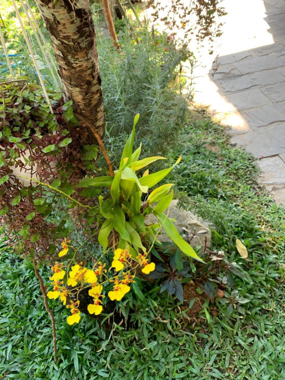 De Daisy Villa Homestay ดาลัด ภายนอก รูปภาพ